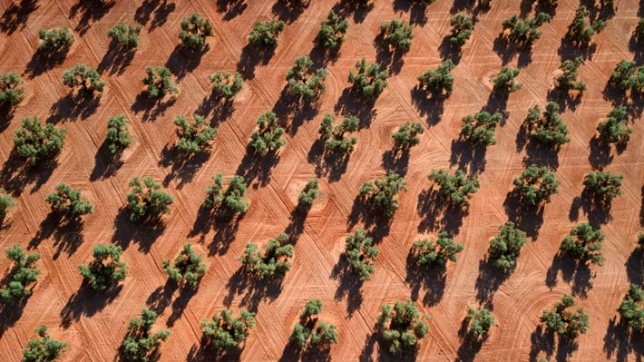 Andalusien Heimat des Olivenanbaus