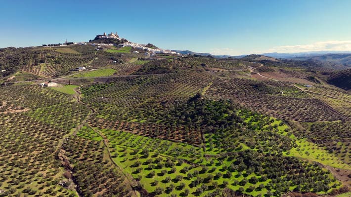 Olivenbäume in Andalusien